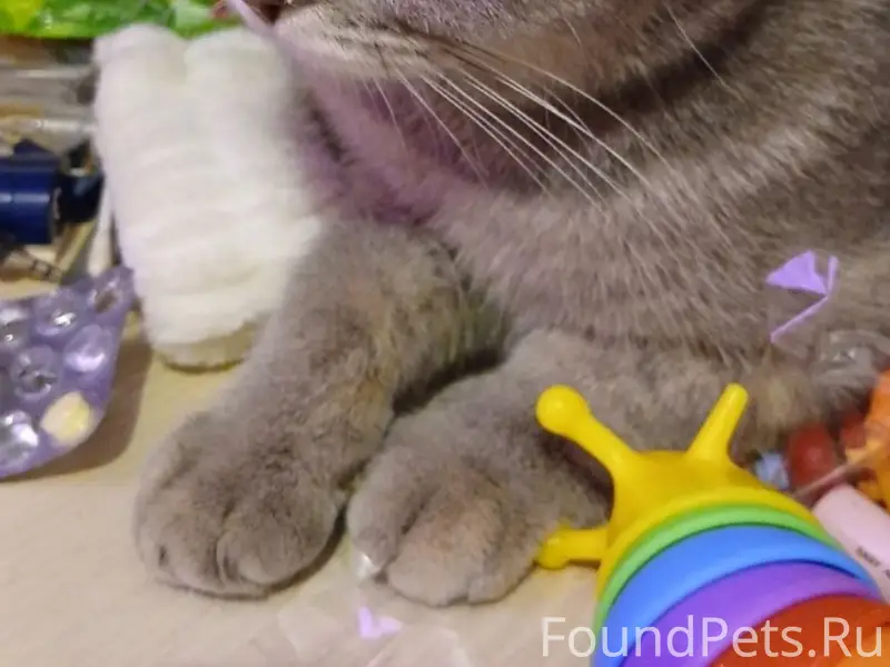 Найдена кошка, возраст около года