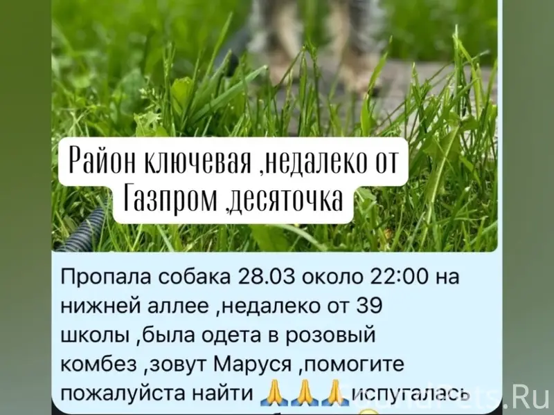 Пропала собака