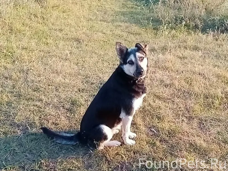 Пропала собака, Т И З