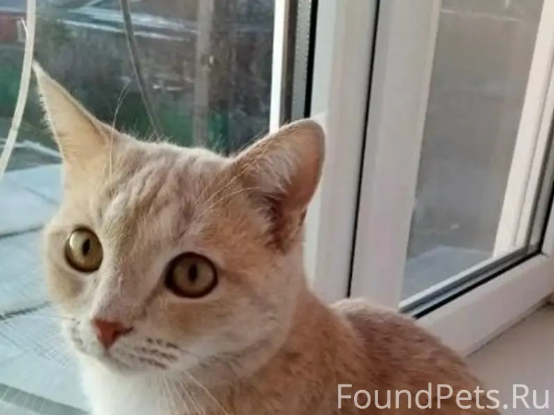 Пропал крупный кот Коржик, рыжего окраса