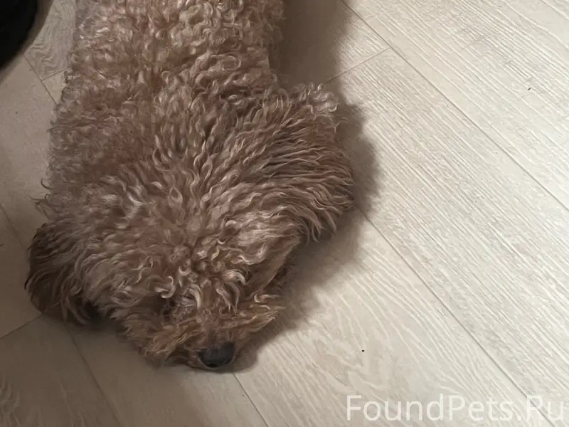 Пропал той пудель, район Гастелло