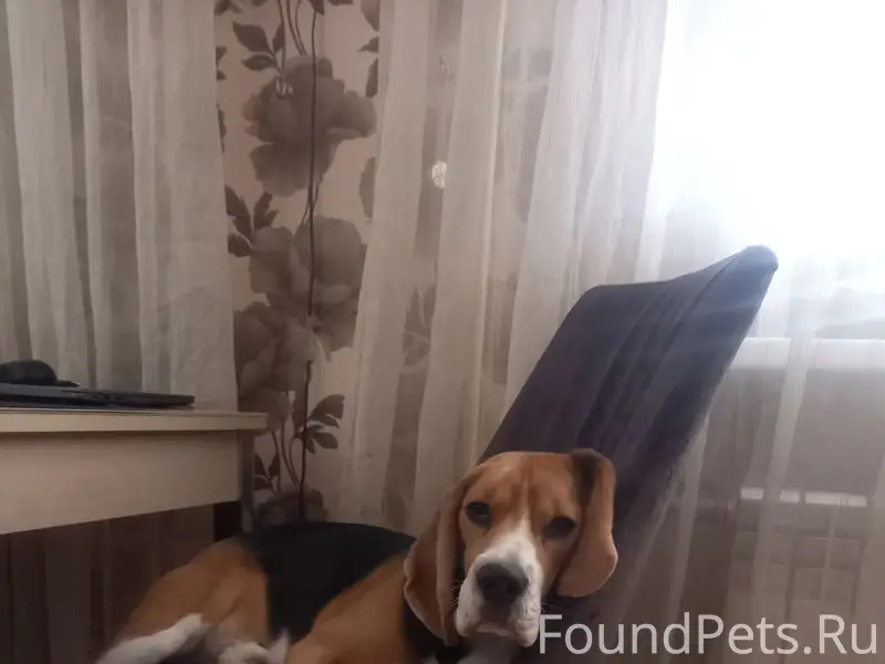 Пропал бигль Барни, ул. Генерала Черняховского