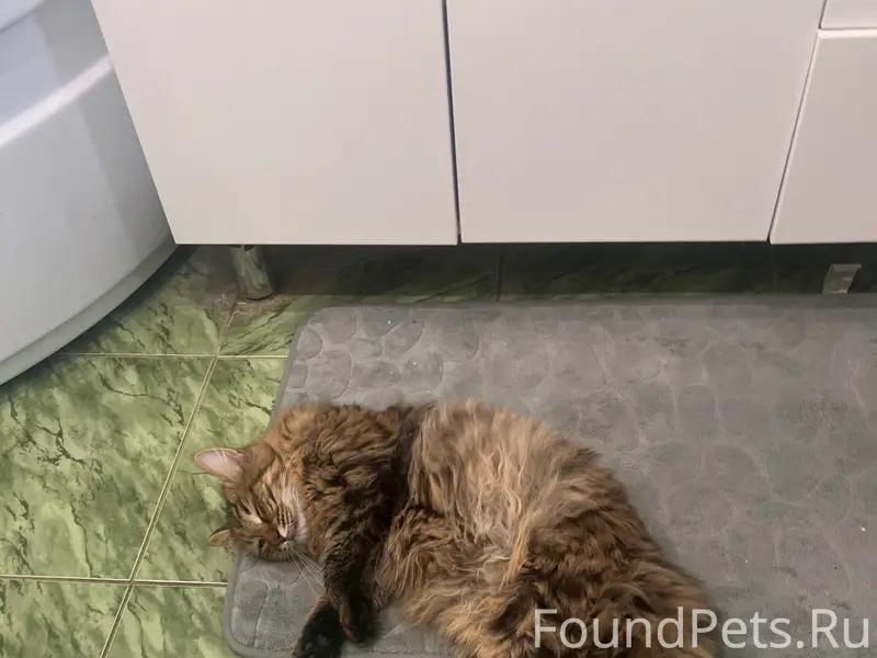 Пропал кот, улица Грачева, с. Ягодное