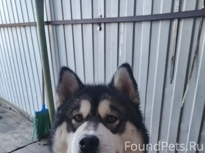 Пропал пес Арчи, район лпх