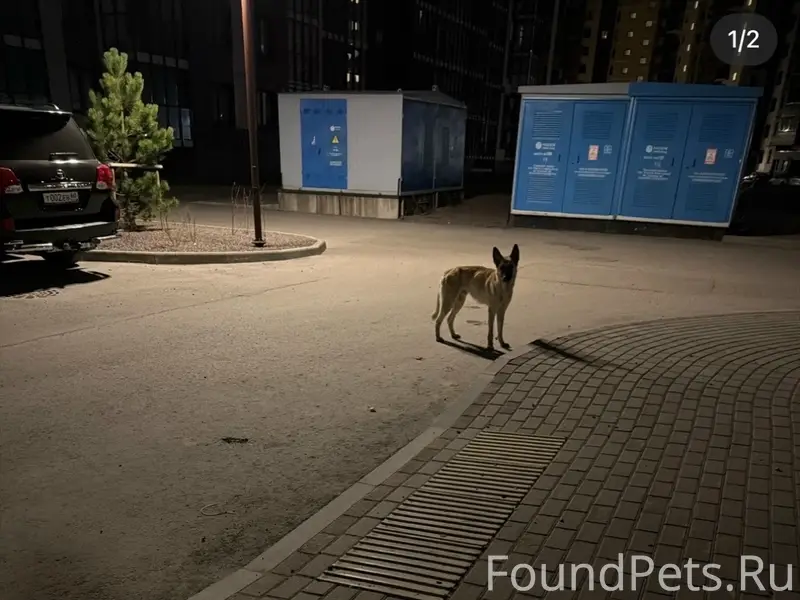 Пропал пёс, район Фьорд Плазы