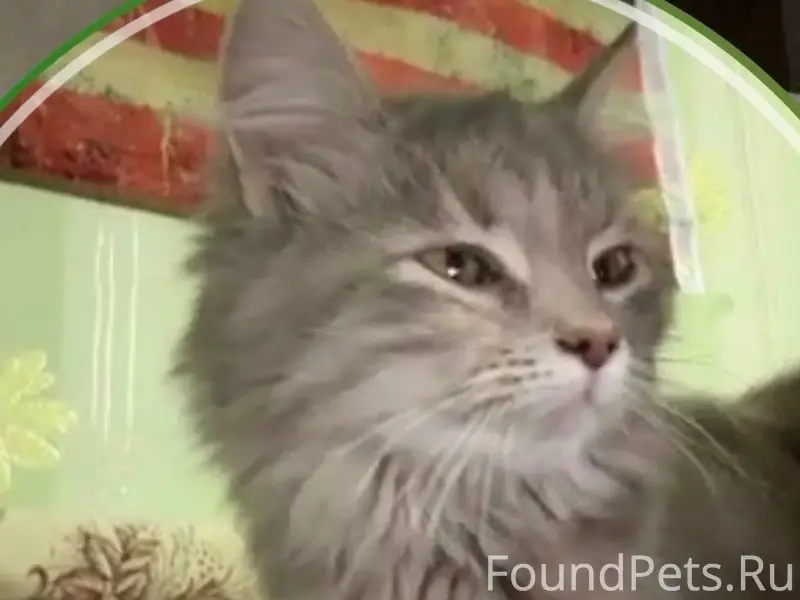 Пропала кошка Ритка, Мостовая 118