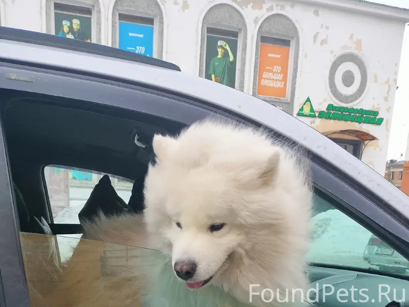 Пропал пёс, район аэродрома