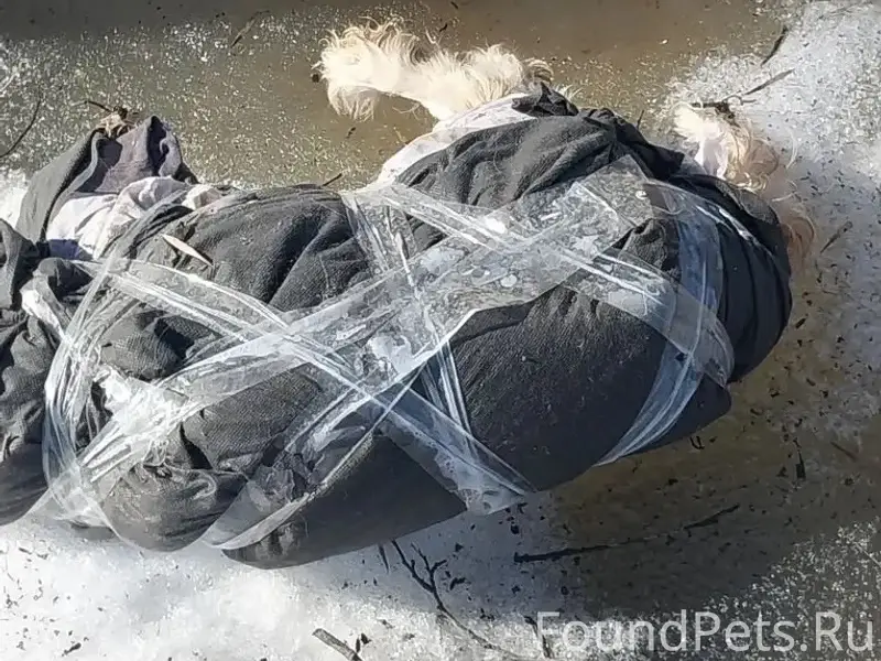 Найдена собака, Ликино-Дулёво