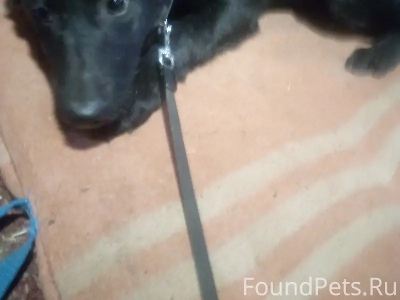 Найден тип собака, парк Берендеевка