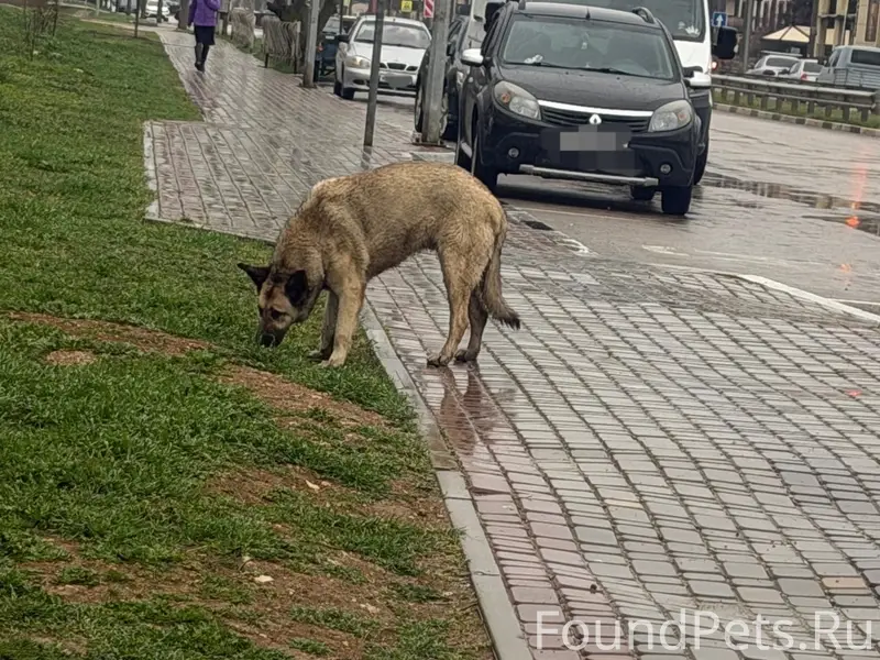 Пропала собака, Евпатория, район школ