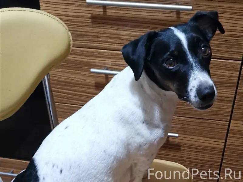 Пропала Джек-Рассел-терьер Белла, с. Приятное Свидание