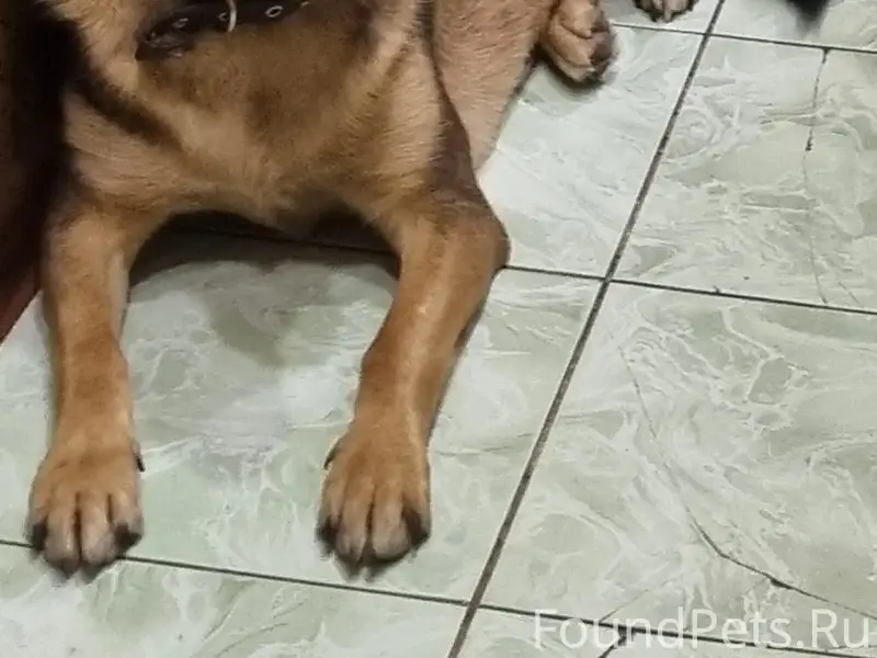 Пропала собака, 