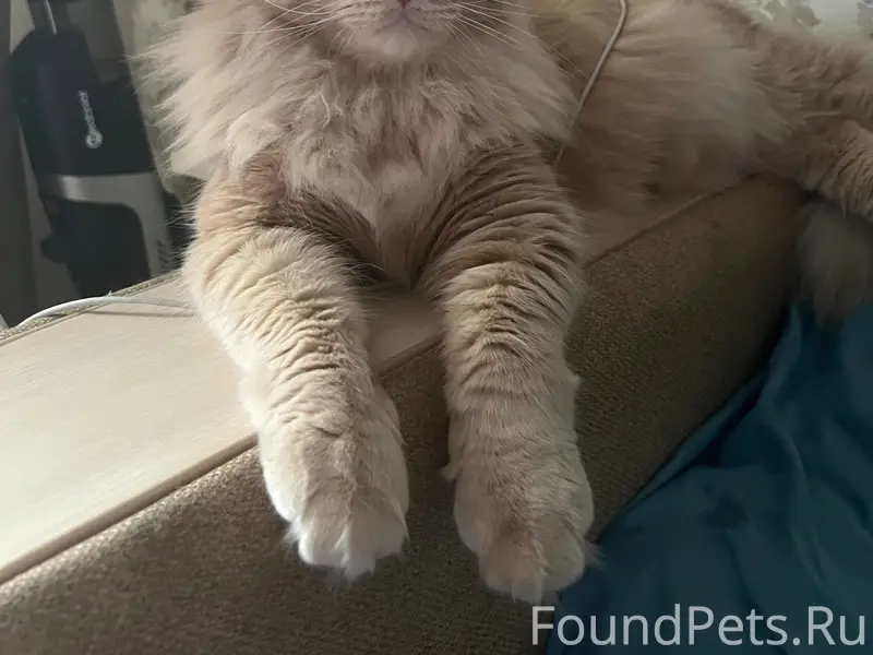 Пропал кот Саймон, Звенигородская 2, Гайва