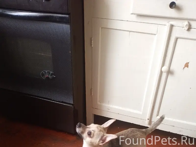 Пропала собака, нет данных о породе и месте пропажи