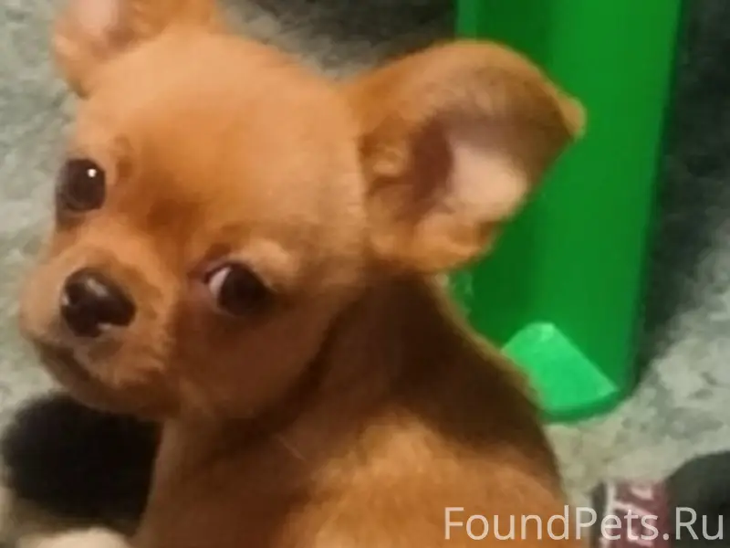 Пропал тойтерьер Гоша, ст. Северская