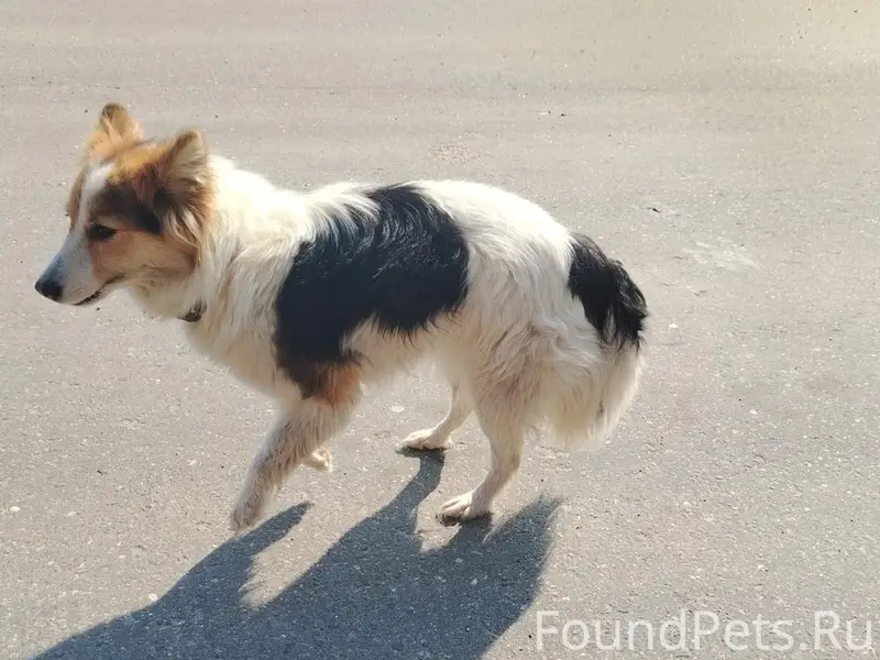 Найдена собака, хромает, минская трасса