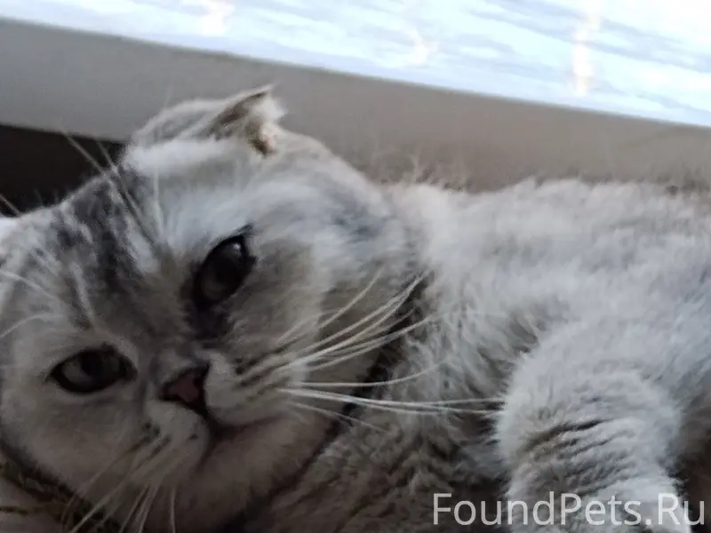 Найдена кошка Марго, ул. Можайского