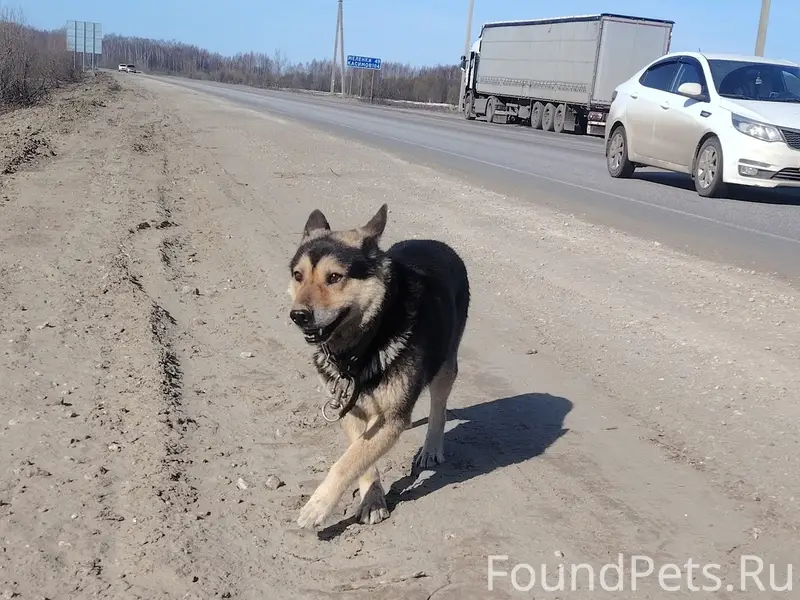 Пропала собака, объездная Владимирская-Нижний