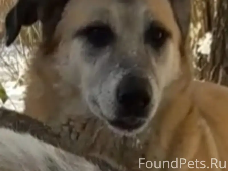 Пропала собака, рыжий окрас, без местоположения