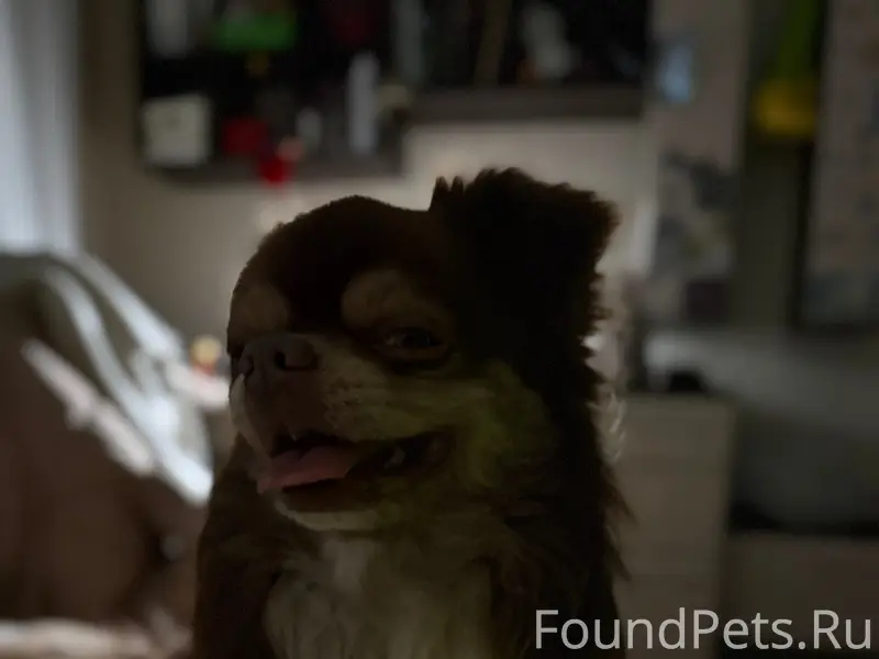 Найден чихуахуа, район Ипподромной