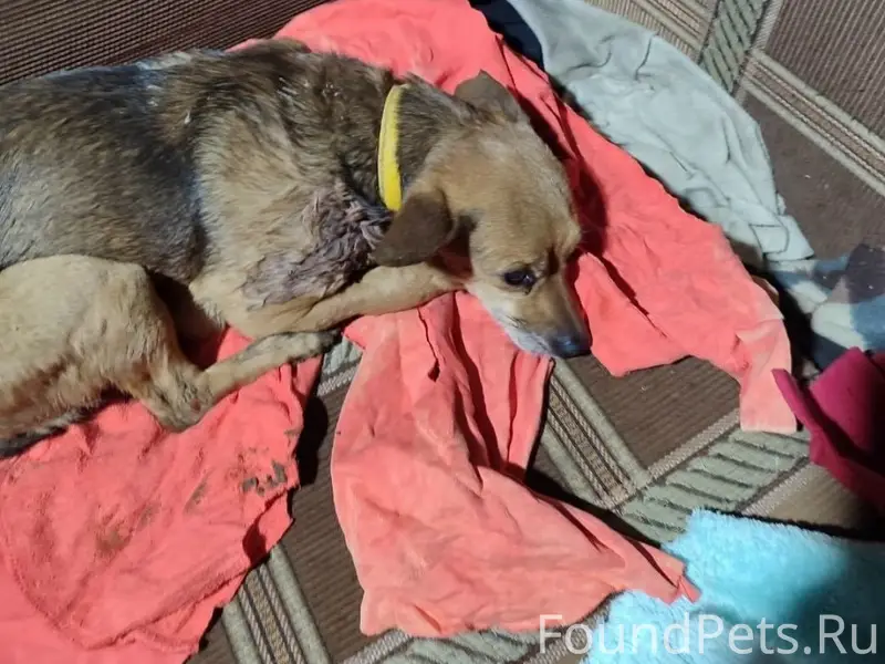 Найдена мелкая собака, Хохряки