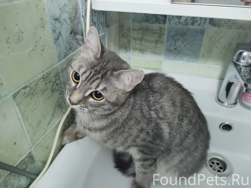 Найдена кошка, улица Комкова, Омск