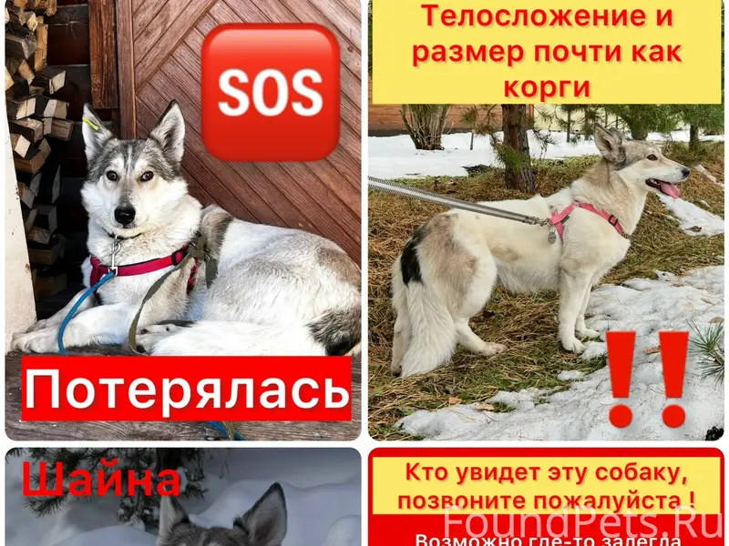 Пропала собака Шайна, мкрн Солнечный, пос. Озёрный