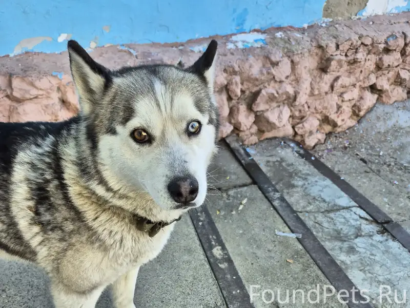Найден хаски с гетерохромией, территория загородного лагеря