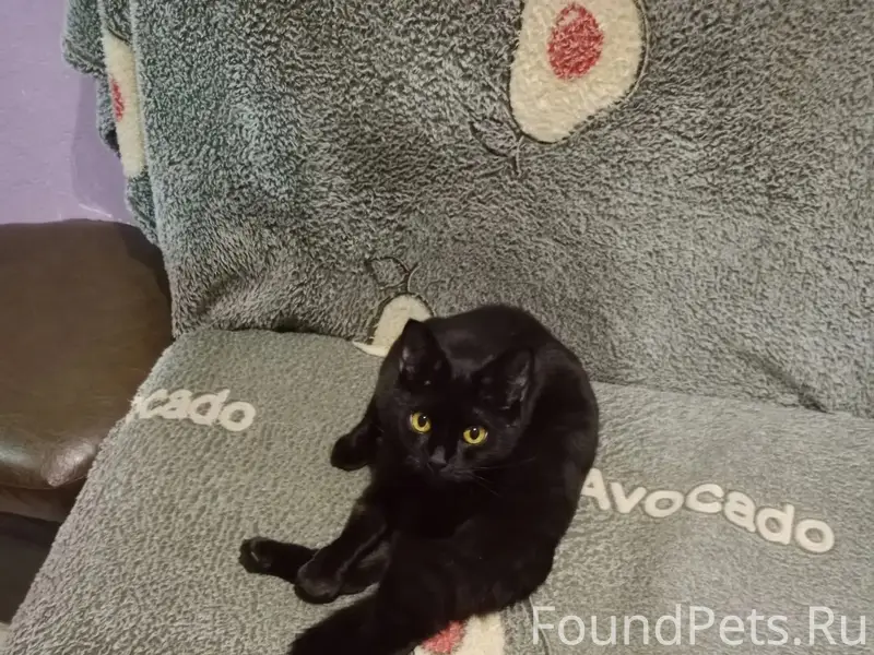 Найдена кошка, Карла Маркса