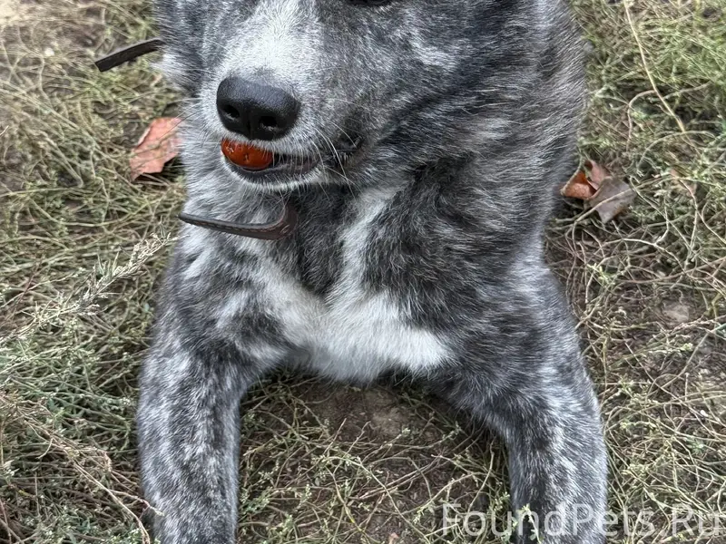 Пропала собака