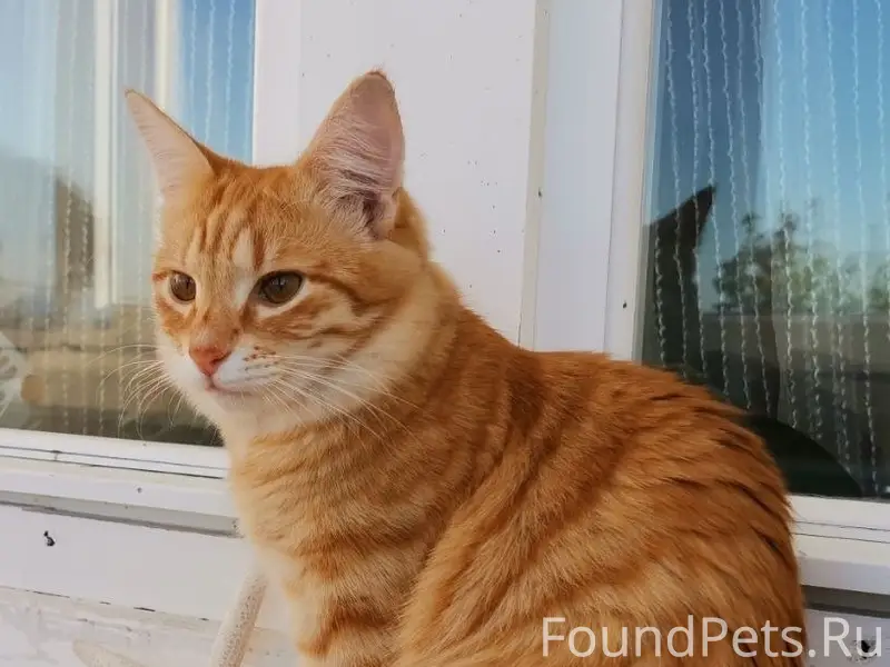 Пропал кот, улица Фатьянова