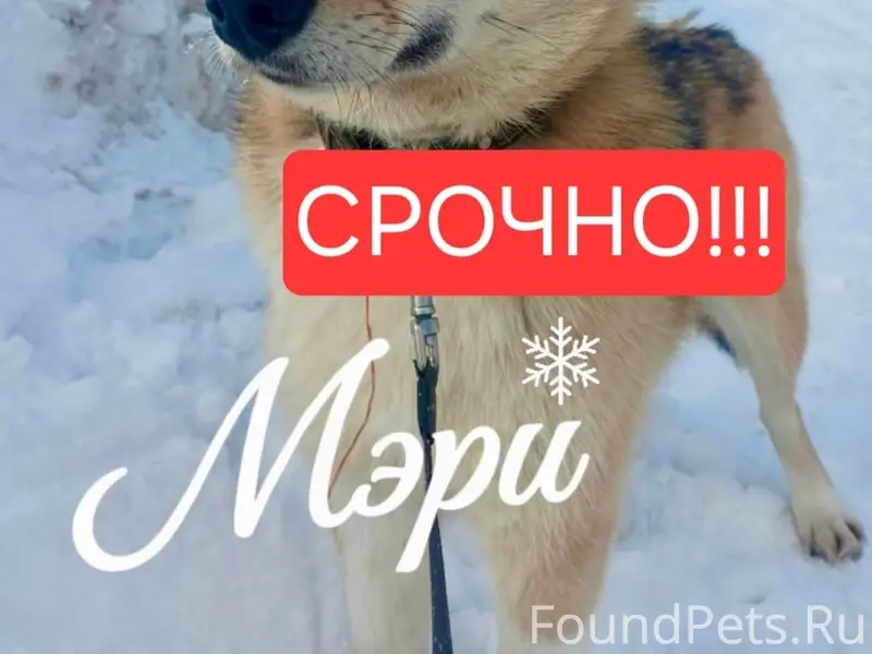 Пропала собака Мэри, г. Новодвинск