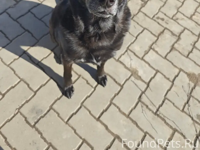 Пропал черный пес Бэтмен, Ярославль