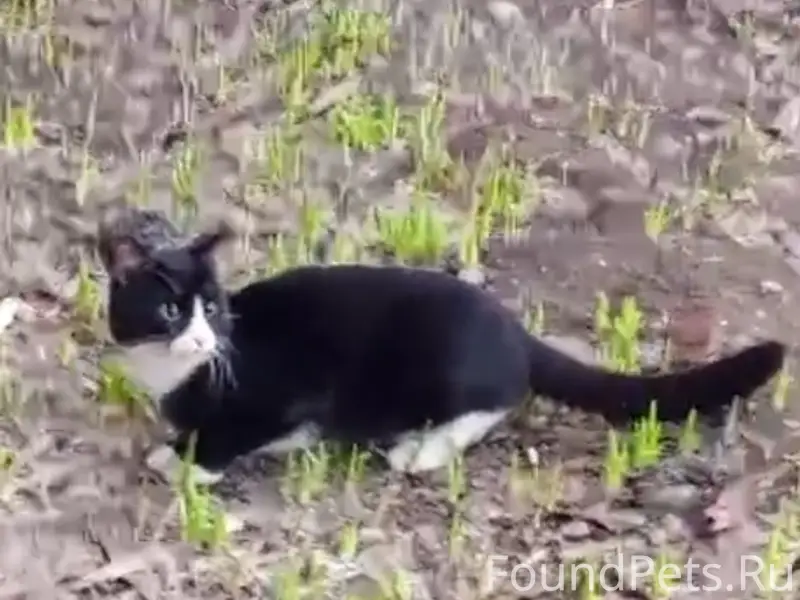 Найден котёнок-подросток, ул. Волгоградская