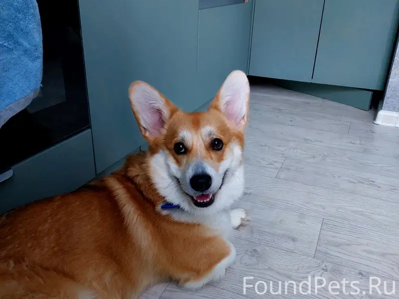 Пропал корги Коржик, остановка 'Жукова'