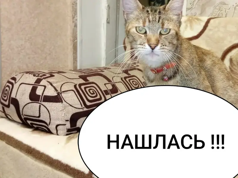 Найдена кошка Ляся, район Пожарова