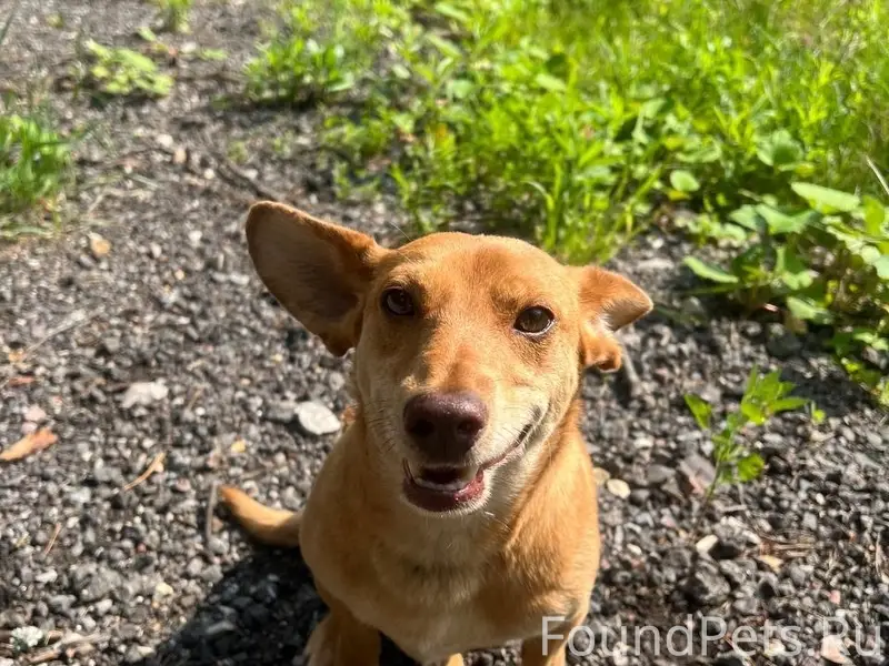 Пропал метис таксы Бобби, Дедовск