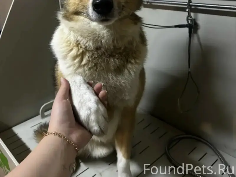 Пропал пес Чижик