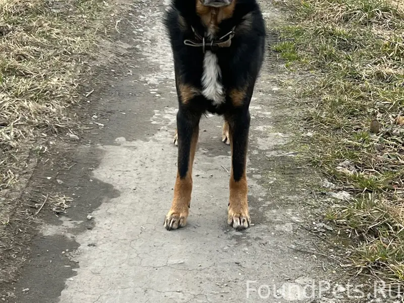 Найден пёс, п. Орловка