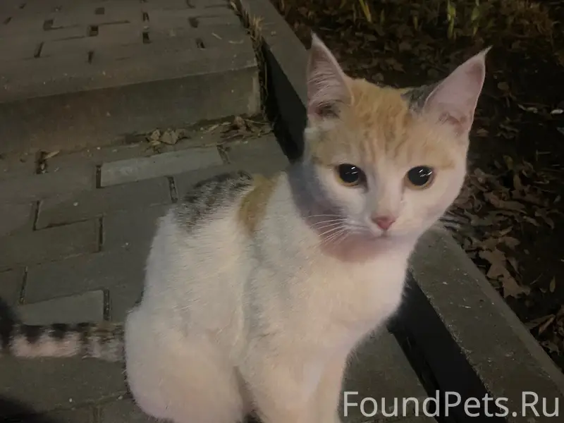 Найдена кошка, улица Горького