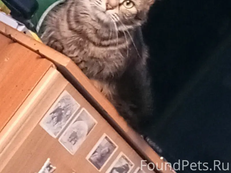 Пропала кошка Сильвия, район улицы Льва Толстого