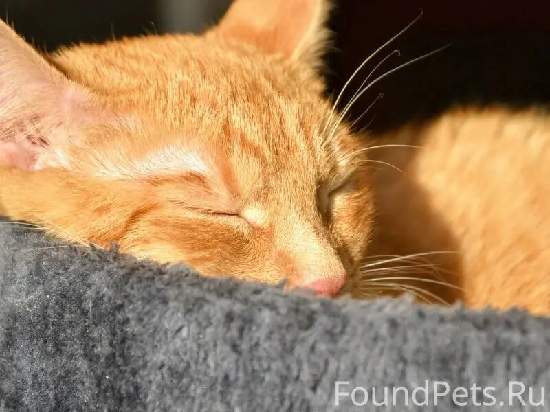 Пропал рыжий короткошёрстный кот, улица Мелиораторов