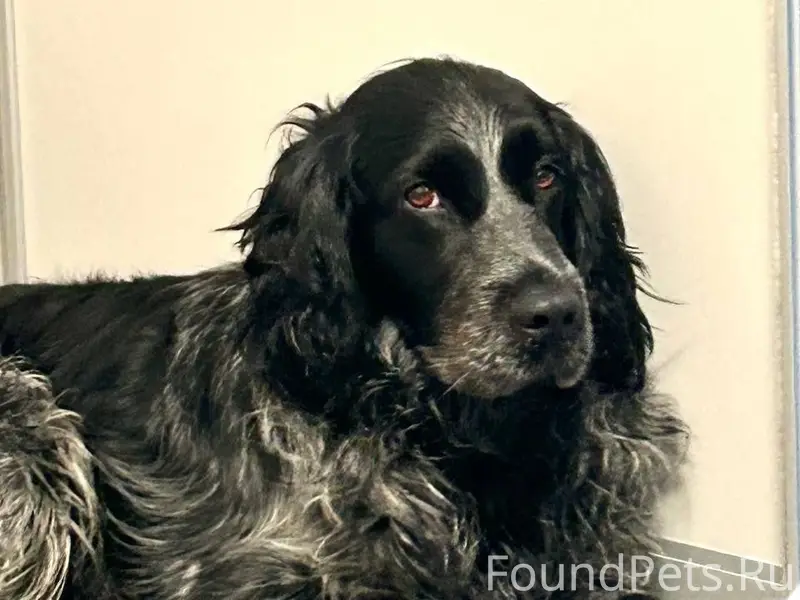 Пропал русский спаниель Берлин, Полевая-березовая роща