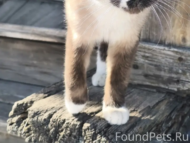 Найден кот, юго-запад, частный сектор