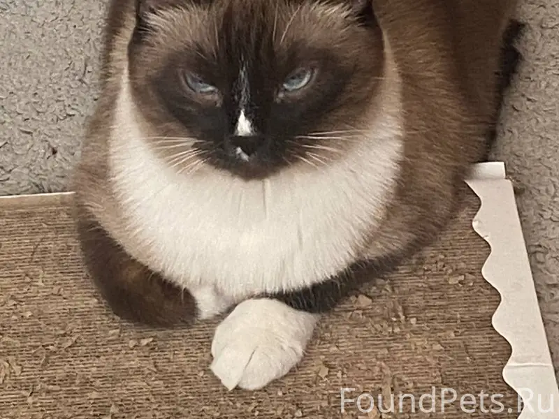 Пропал сиамский кот в Жуково