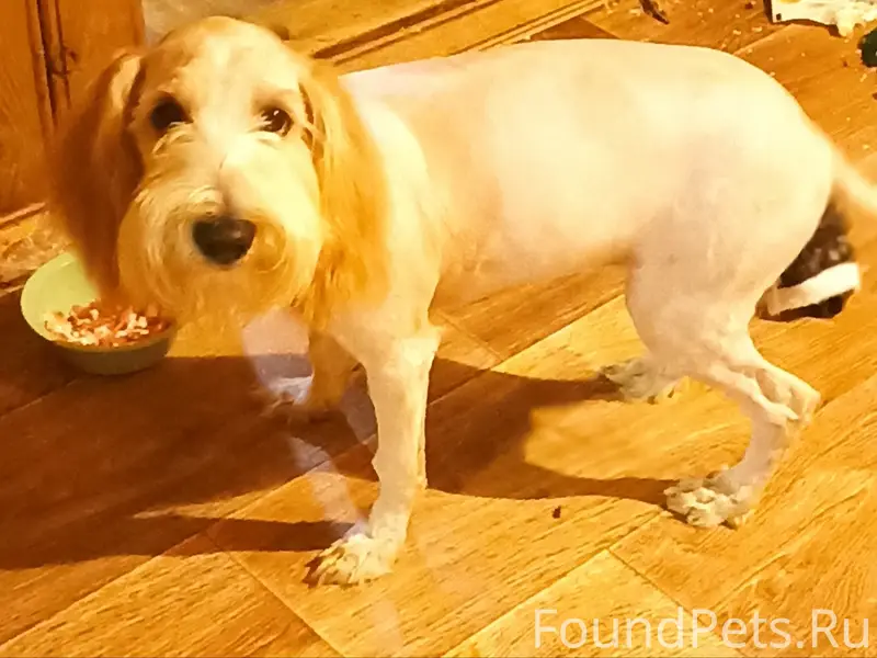 Пропали собаки, д. Кожевенное