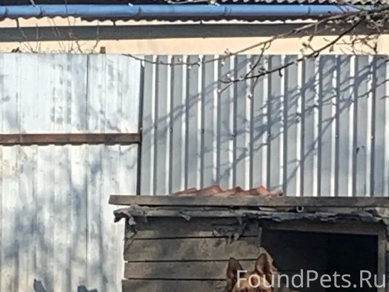 Пропал пес Рассел, снт Заря