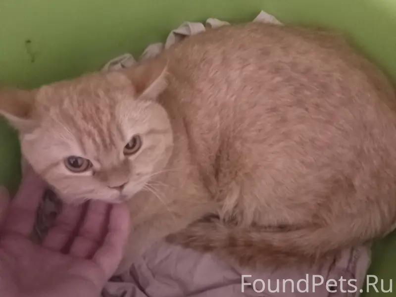 Найдена кошка, требуется помощь