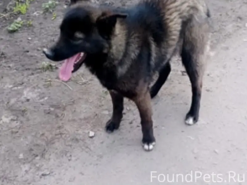 Найденные собаки, чёрный окрас (самка) и серый (самец), Алексеевка