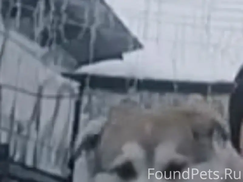 Пропала собака, район Куйбышева